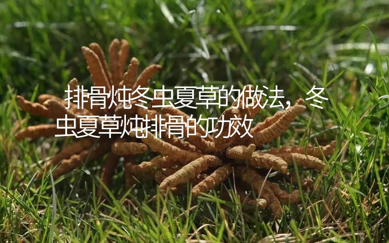 排骨燉冬蟲夏草的做法，冬蟲夏草燉排骨的作用