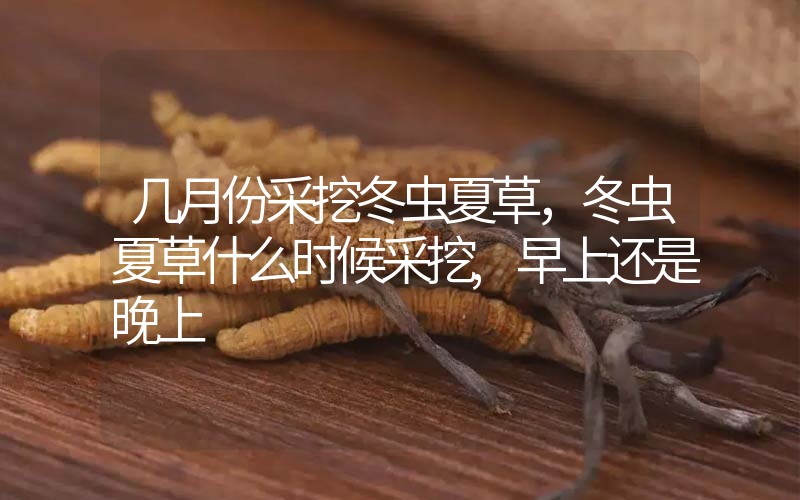 幾月份采挖冬蟲夏草，冬蟲夏草什么時候采挖,早上還是晚上