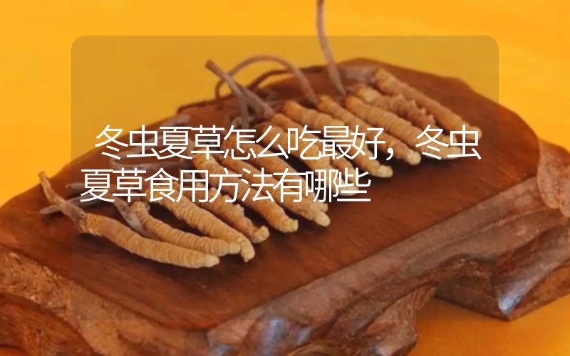 冬蟲夏草怎么吃最好，冬蟲夏草食用方法有哪些