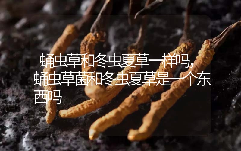 蛹蟲草和冬蟲夏草一樣嗎?，蛹蟲草菌和冬蟲夏草是一個東西嗎