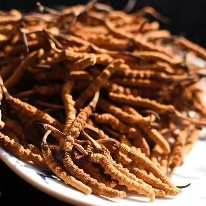 冬蟲夏草為什么這么貴呢？有便宜的能買嗎