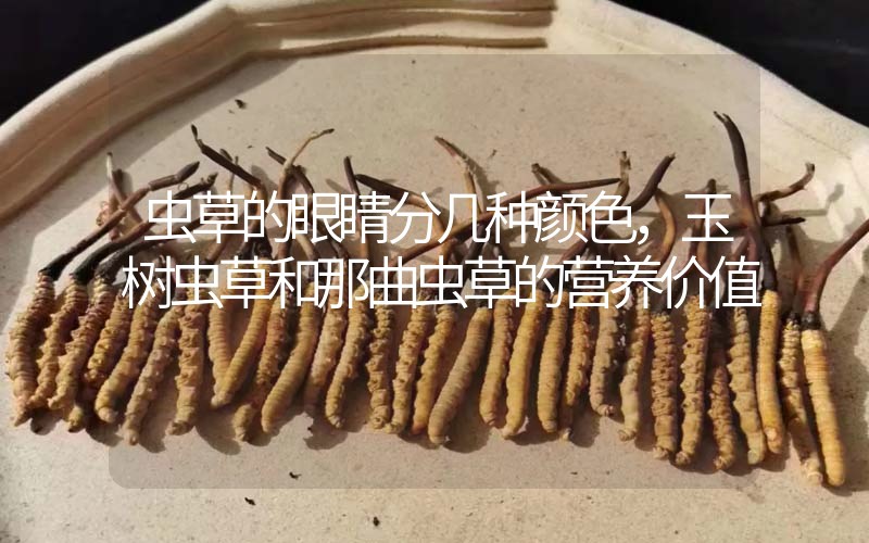 蟲草的眼睛分幾種顏色，玉樹蟲草和那曲蟲草的營養(yǎng)價值