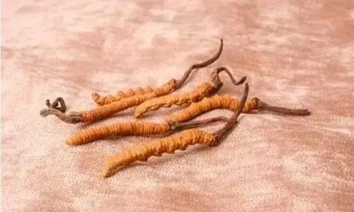 哪個產(chǎn)地的冬蟲夏草營養(yǎng)價值高,哪里的蟲草更好？