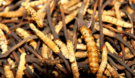 為什么鮮干草泡水味道香味淡，如何判斷冬蟲夏草是不是鮮干草？