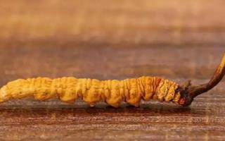 冬蟲(chóng)夏草是動(dòng)物還是植物？