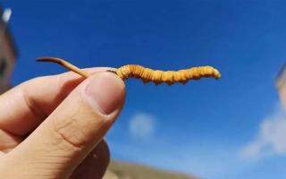冬蟲夏草的最佳用量及其使用時(shí)間？