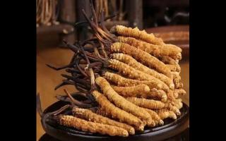 陳年冬蟲夏草營養(yǎng)價值好嗎？
