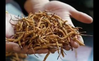 冬蟲夏草的生態(tài)基礎(chǔ)怎么樣？