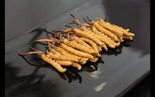 吃冬蟲(chóng)夏草前應(yīng)如何進(jìn)行清洗！