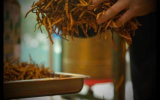 什么是冬蟲夏草？冬蟲夏草的產(chǎn)地以及產(chǎn)量！