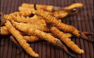 消費(fèi)者對(duì)于冬蟲(chóng)夏草都有那些誤區(qū)？