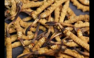 凍干的冬蟲夏草品質(zhì)如何！與新鮮的相比如何？