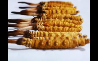 冬蟲夏草里為何會有斷草、牙簽草、癟草之類的！