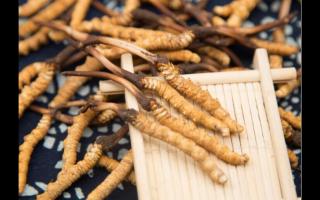 相同大小規(guī)格的冬蟲夏草 為何子座有長有短！