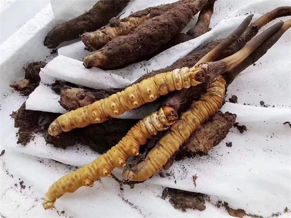 鮮冬蟲夏草食用方法與干冬蟲夏草有所不同 鮮冬蟲夏草的3個(gè)食用建議