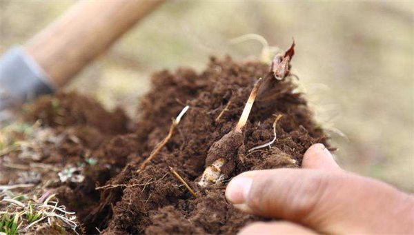 冬蟲夏草怎樣種植 冬蟲夏草人工種植7個步驟