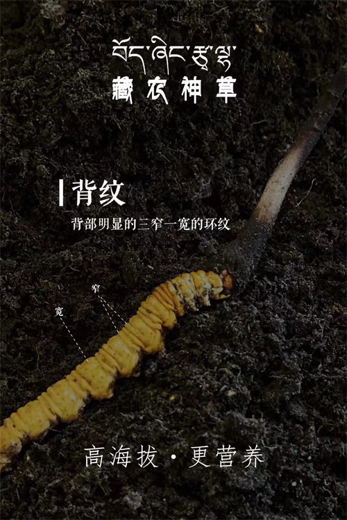 吃冬蟲夏草不會導(dǎo)致上火 還有降火的作用