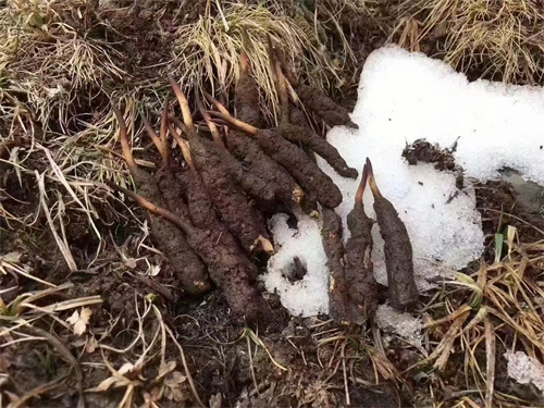 冬蟲夏草真的生長在雪山之巔嗎？揭秘其生長環(huán)境與獨(dú)特價值