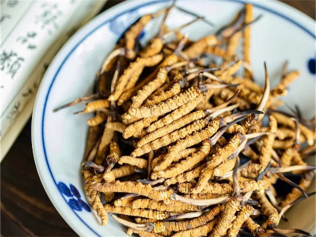 泰國有冬蟲夏草嗎？泰國冬蟲夏草的特點