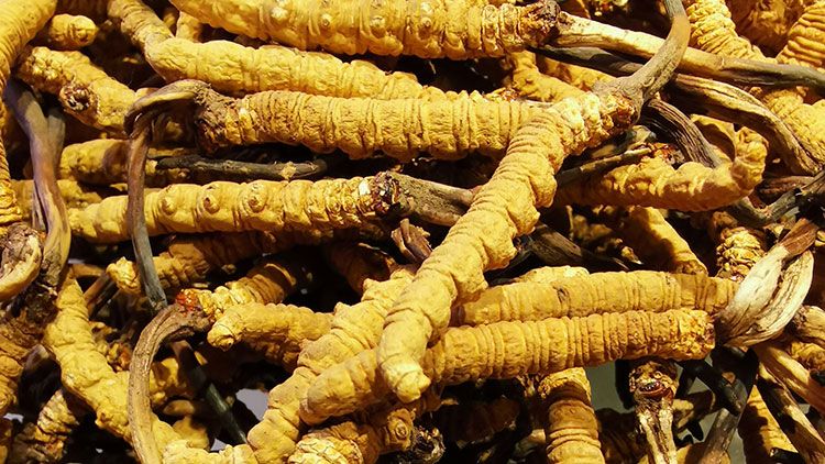 冬蟲夏草是什么味道？揭秘“軟黃金”的獨(dú)特風(fēng)味