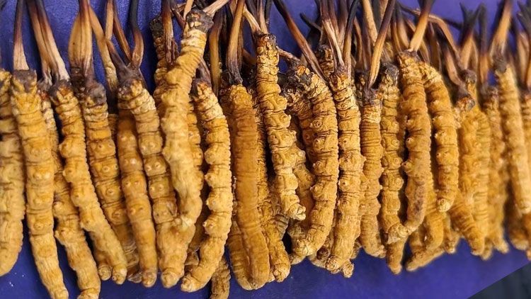 冬蟲夏草服用注意事項：科學(xué)進(jìn)補指南