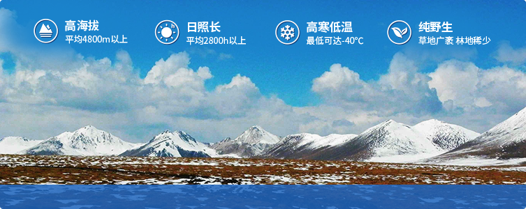 為什么說(shuō)西藏那曲的冬蟲(chóng)夏草，是品質(zhì)最好的蟲(chóng)草！