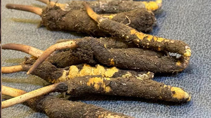 冬蟲(chóng)夏草鮮草怎么吃？科學(xué)用量指南