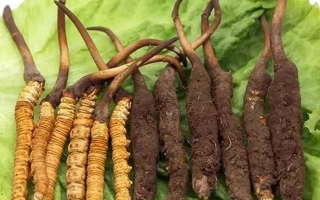 冬蟲(chóng)夏草干草和鮮草的區(qū)別