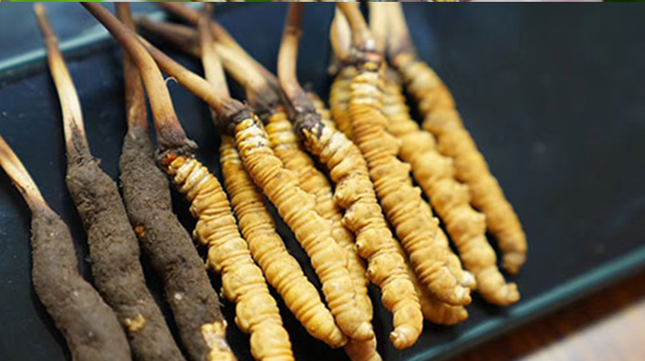 冬蟲夏草鮮草吃多久？科學食用周期與效果解析