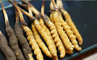 冬蟲(chóng)夏草鮮草吃多久？科學(xué)食用周期與效果解析