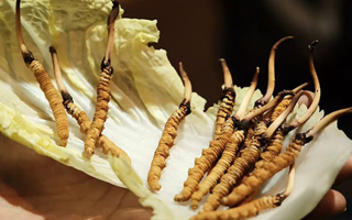 冬蟲(chóng)夏草：干草與鮮草的終極對(duì)比，哪種更適合你？