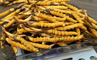 冬蟲(chóng)夏草鮮草的黃金食用期，你知道嗎？