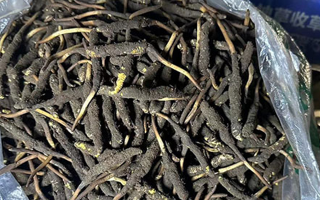 冬蟲夏草可以吃鮮的嗎？一文為你揭秘