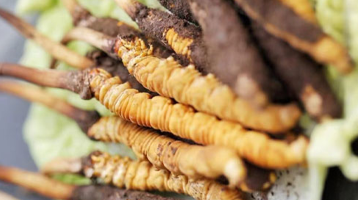 冬蟲夏草鮮草可以生吃嗎？一文解讀食用真相