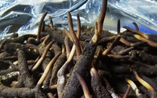 冬蟲夏草鮮草能不能泡酒？科學解析與實用指南