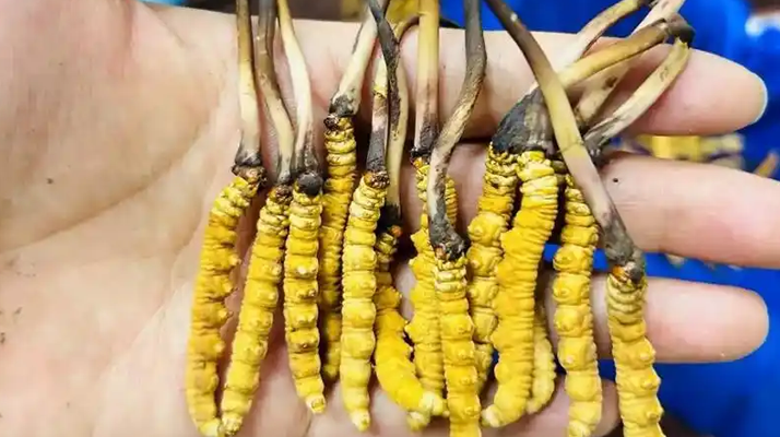 鮮冬蟲(chóng)夏草出水怎么辦？實(shí)用處理指南