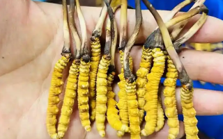 鮮冬蟲夏草出水怎么辦？實用處理指南