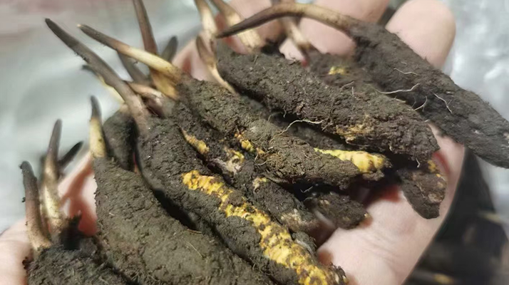 鮮冬蟲夏草急凍能放多久？科學保存全解析