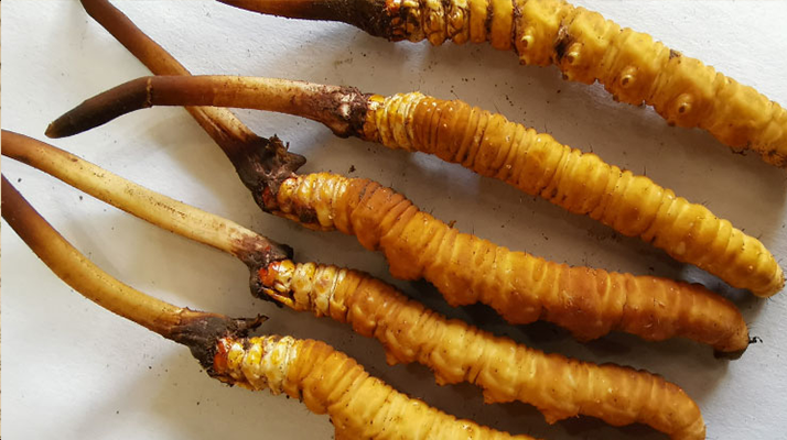 鮮冬蟲(chóng)夏草常溫能放多久？一文讀懂保存秘籍