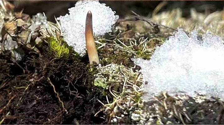 探秘雪域珍寶：最大的新鮮<a href=http://m.ucareus.com/ target=_blank class=infotextkey><a href=http://m.ucareus.com/s/nqcc/ target=_blank class=infotextkey>那曲冬蟲夏草</a></a>