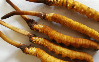 冬蟲(chóng)夏草鮮草價(jià)格多少？揭秘其背后的定價(jià)密碼