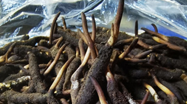 新鮮冬蟲夏草能放多久吃？一文掌握儲存與食用期限