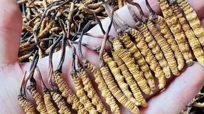 冬蟲夏草怎么吃？最全食用指南與科學(xué)建議?