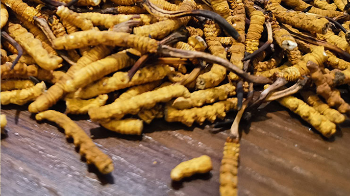 斷的冬蟲(chóng)夏草有效果嗎？一文揭開(kāi)真相