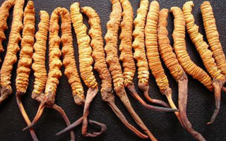 干冬蟲(chóng)夏草多少錢(qián)一斤？一文解析其價(jià)格密碼