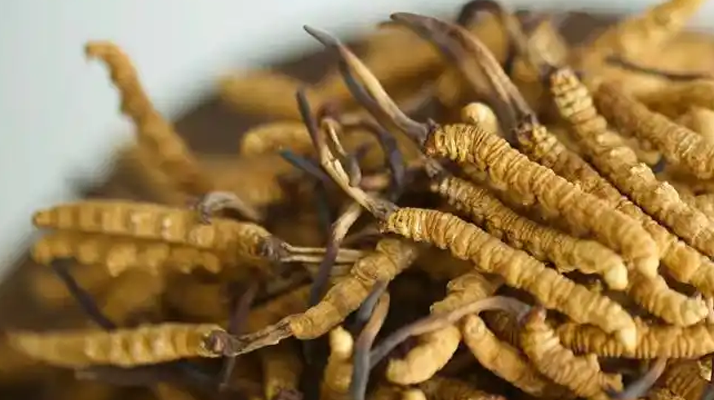 冬蟲夏草的營養(yǎng)成分表